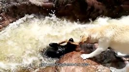 نجات سگ توسط همنوعش موج های خروشان رودخانه