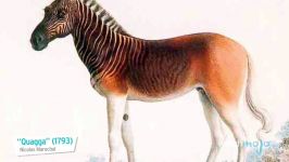 Top 10 Animals That Are Now Extinct Because of Humans