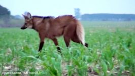 کارناوال  گرگ یالدار  گونه ای در حال انقراض سگ سان