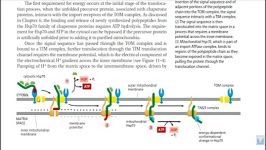 انتقالات پروتئینی در میتوکندریMitochondrial protein transport