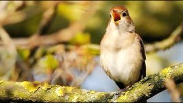 4 Hours of Nightingale Singing on a June Evening