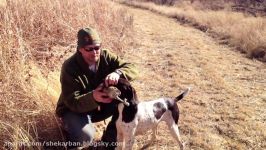 آموزش سگ شکاری گرفتن رها کردن شکار