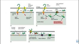 مکانیسم های انتقال پروتئین در میتوکندریMitochondrial protein transport mechanis