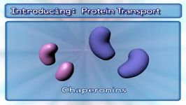 انتقال پروتئینمیتوکندریفرآیندهای سلولی1Protein Transport Mitochondria