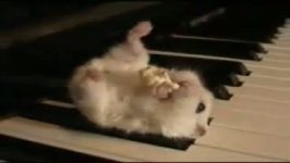 hamster piano