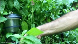 How To Dry Mint  آموزش خشک کردن نعناع