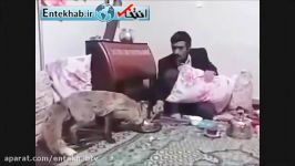 روباهی به خانه این مرد پناه آورد شریک غذایش شد