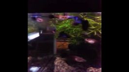 Blue Diamond Guppies