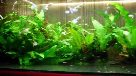 Guppies  German Blue Diamond Poecilia reticulata 2