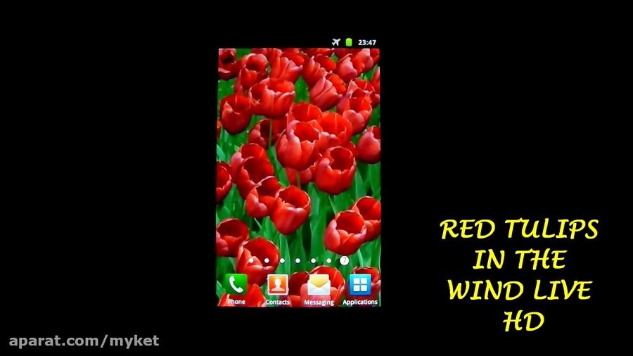 Red Tulips in the Wind Live HD