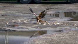 Red Kites in Slow Motion  The Slow Mo Guys