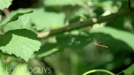 Fly Eats Fly in Slow Motion  The Slow Mo Guys