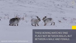 Boxing Match Watch Female Hare Punch Her Suitors  National Geographic