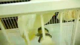 ماکائو ، اکلکتوس کاکادو در یک قفس