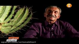 Cactus پیشکسوتان عاشقان کاکتوس