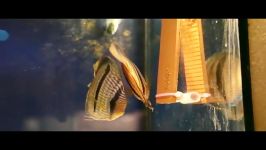 Wild Heckel Discus breeding