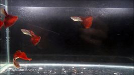 Red Snakeskin Guppies