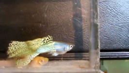 Guppy Metal yellow snakeskin