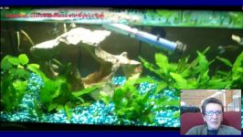 Guppy Breeding Tank Female Albino Snakeskin Guppies Male Golden