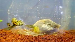 Yellow Snakeskin Guppies