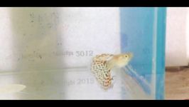 Snakeskin Guppy