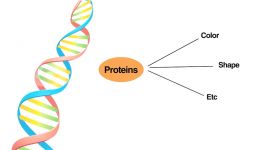 What is Genetic Engineering