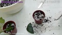 African Violet چگونه برگ بنفشه را در آب تکثیر کنیم