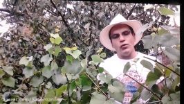 How grafting grape چگونه درخت انگور را پیوند هرس کنید آموزش باغبانی صابر