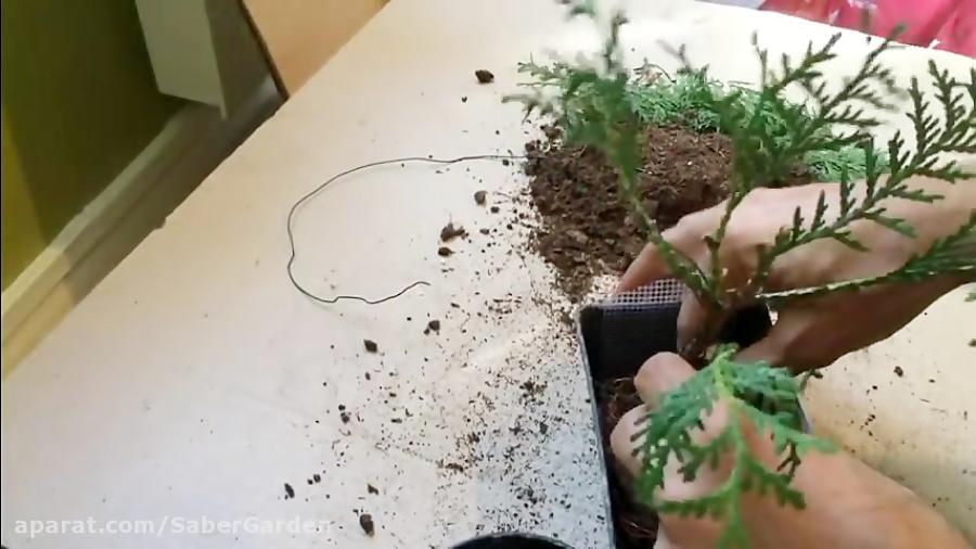 How To Care And Grow Bonsai  چگونه یک گلدان بنسای درست کنیم