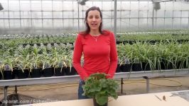 How to take pelargoniumgeranium cuttings