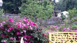 Rose garden آ موزش باغبانی صابر، نگاه داری گل