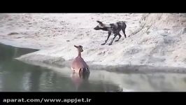 شکار بی رحمانه ایمپالا باردار توسط کفتار