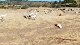 بز اجاره ای در کالیفورنیا Rent a Goat in CaliforniaUSA