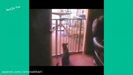 Funny Cats Vine Compilation 2016 Part 1