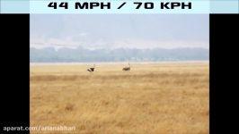 Top 10 Fastest Animals in the World Fastest Runners in the Animal Kingdom  FreeSchool
