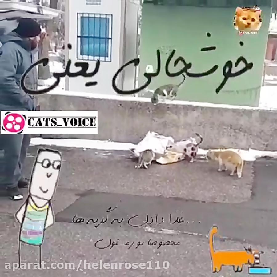 خوشحالى یعنى ؛ غذا دادن به گربه ها حیوانات