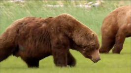 Grizzly Bear HD