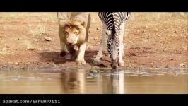 OMG Lion and zebra drinking water together 