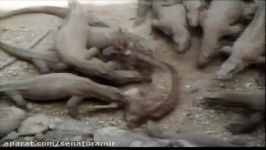 زنده زنده خوردن گوزن بیچاره توسط اژدها کومودو