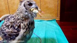 Cute Animal  Owl Eating Chicks