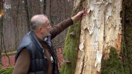 Winterpilze Seitling Rübling Zunderschwamm  Unser Land  BR Fernsehen