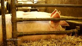 Tierschutz in Bayern Schlachthöfe verstoßen erneut gegen Tierschutzrecht  Kontrovers  BR