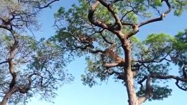 تصاحب شکار پلنگ توسط ماده شیر در بالای درخت