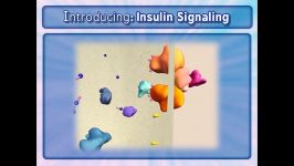 پیام رسانی انسولین فرآیندهای سلولی5Cellular Processes  Insulin Signaling