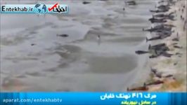 فیلم خودکشی دسته جمعی نهنگ ها