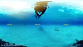 360° Great Hammerhead Shark Encounter  National Geographic