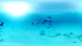 Wild Dolphins VR 360° Video Experience