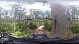 360º Climbing a 75 Meter Tree with No Rope  Pemberton  Australia 4K