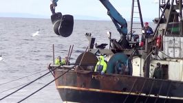 FISHING VESSEL LAPWING PD972 HAULING HIS NET