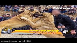 گزارشی تکان دهنده مبارزه خونین میا ن سگ ها در زنجان + فیلم